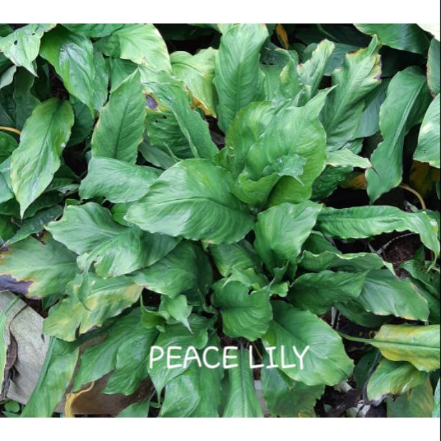 PEACE LILY
