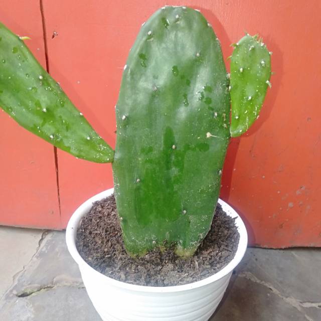 Kaktus centong