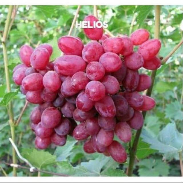 Bibit Anggur Import HELIOS Termurah