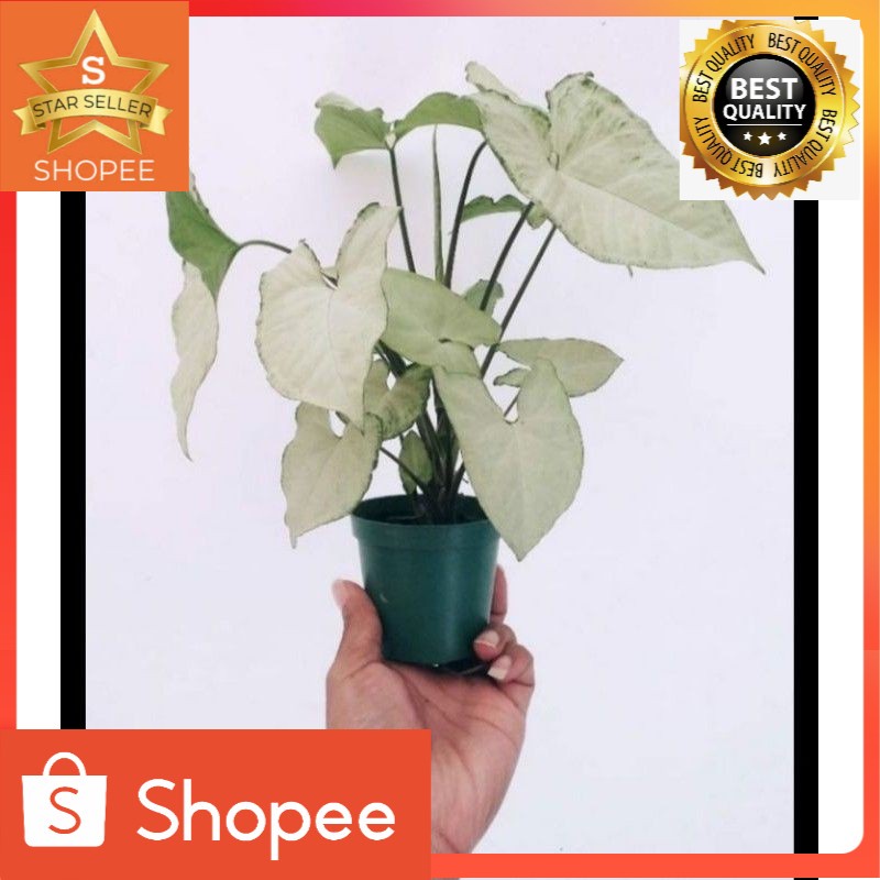 Tanaman hias white singonium