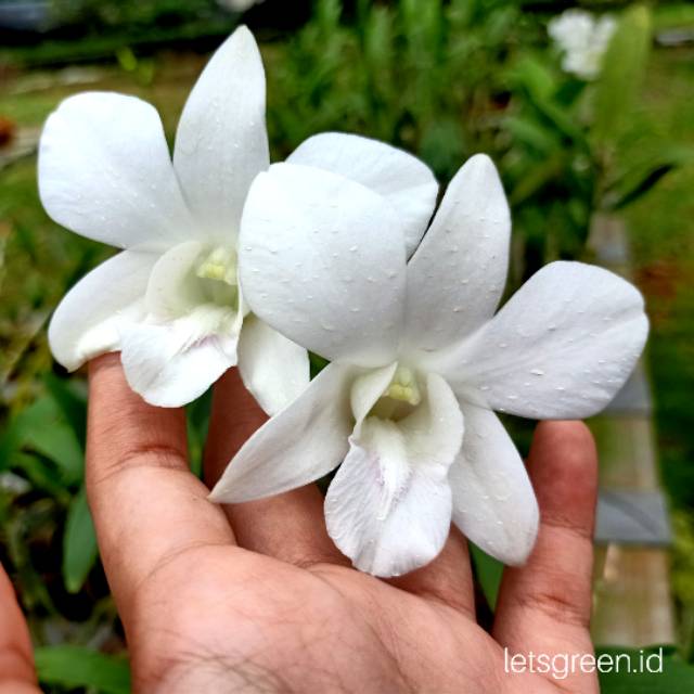 Anggrek Dendrobium Sonia White