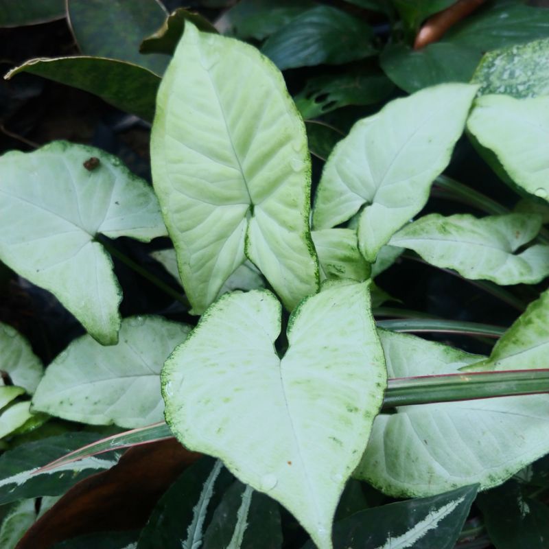 Syngonium White