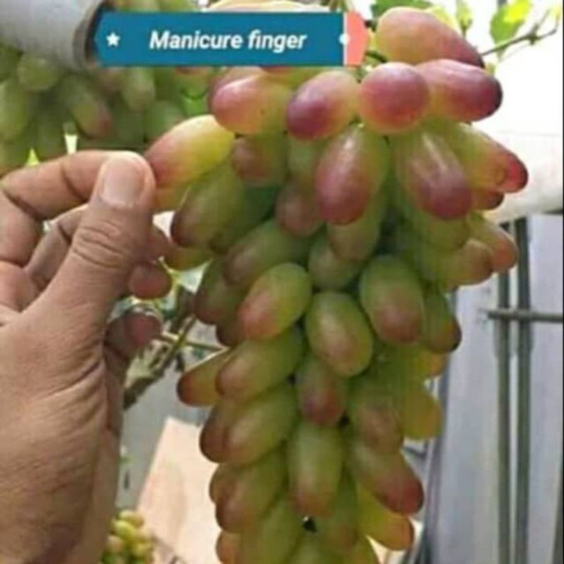 Bibit anggur import manicur finger
