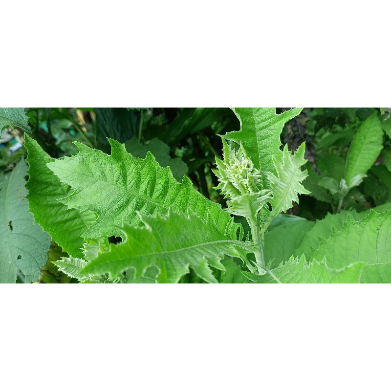 Daun sembung segar herbal