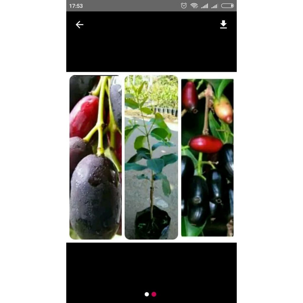 Bibit Pohon Buah Jamblang