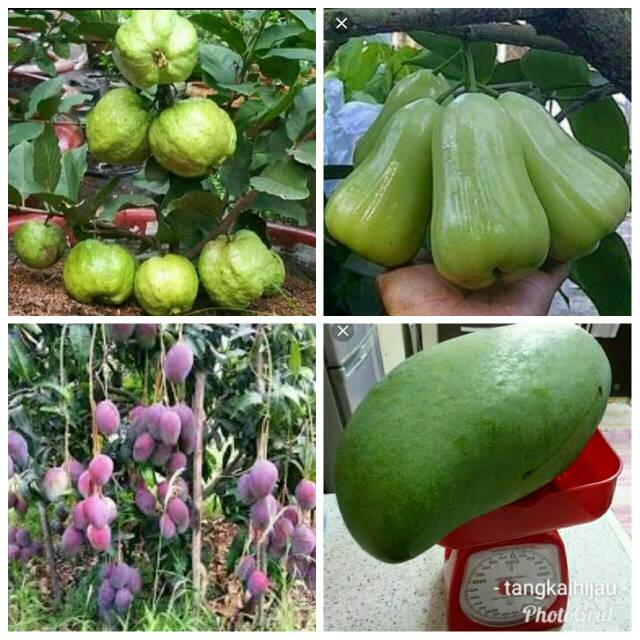 Bibit mangga + jambu paket hemat