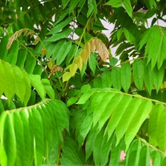 Daun belimbing wuluh