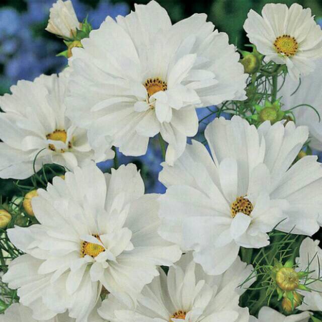 Benih biji bunga cosmos white
