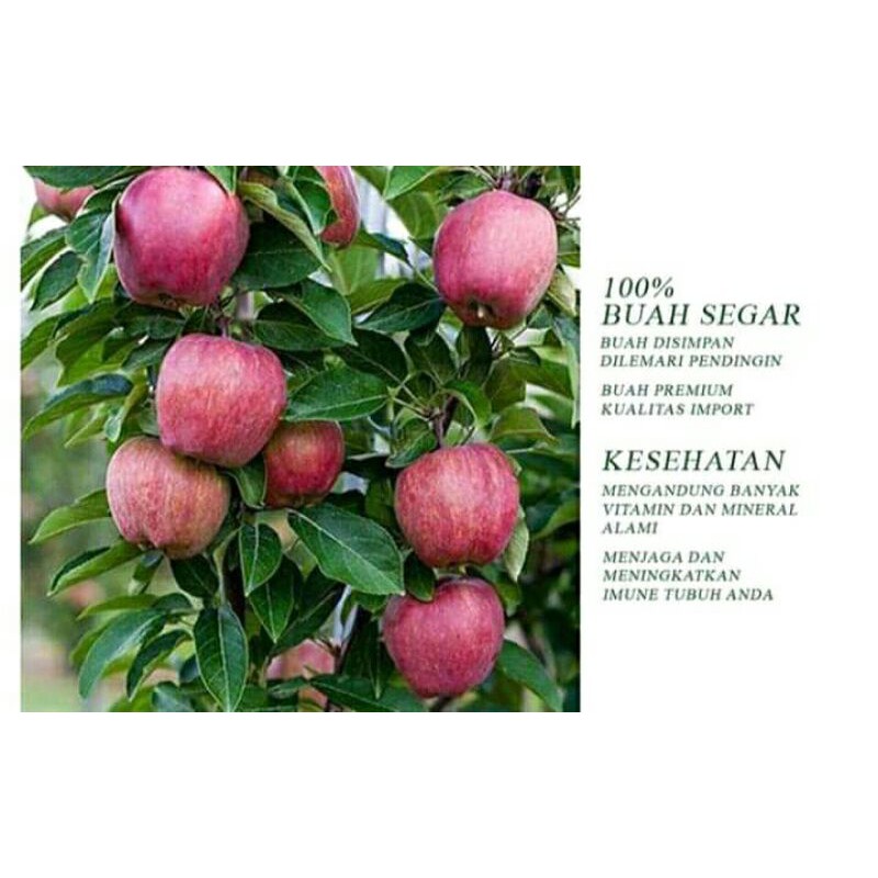 Bibit apel fuji