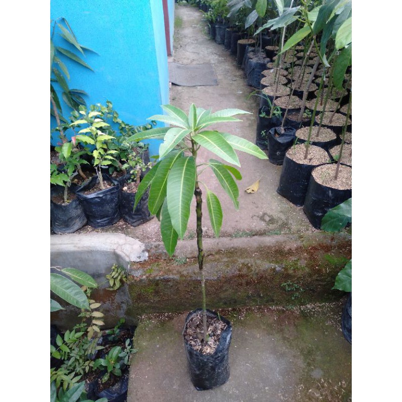 bibit mangga parkit