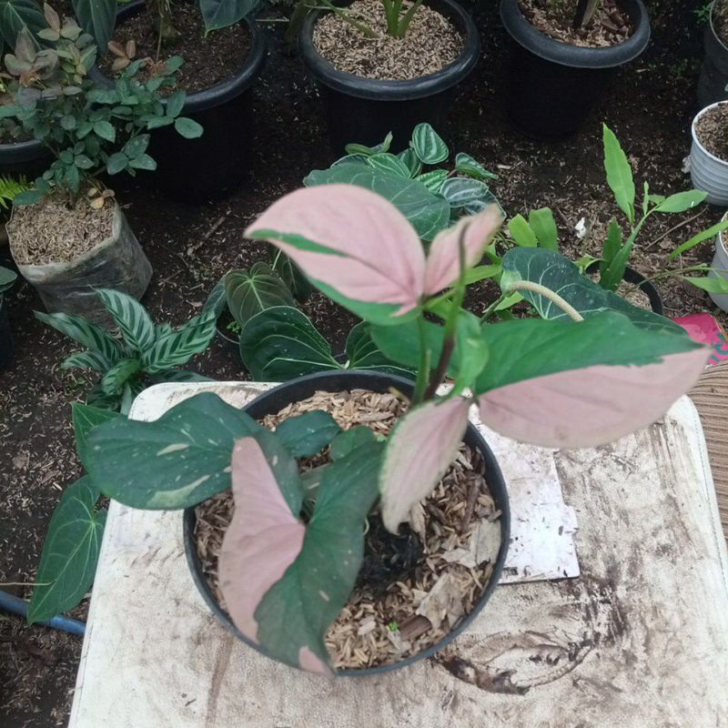 singonium ping splash