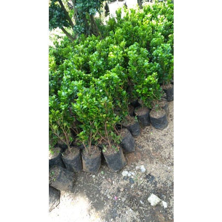 Ficus beringin kompakta