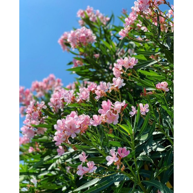bunga Jepun Pink/Oleander/Oleandra/Bunga Mentega