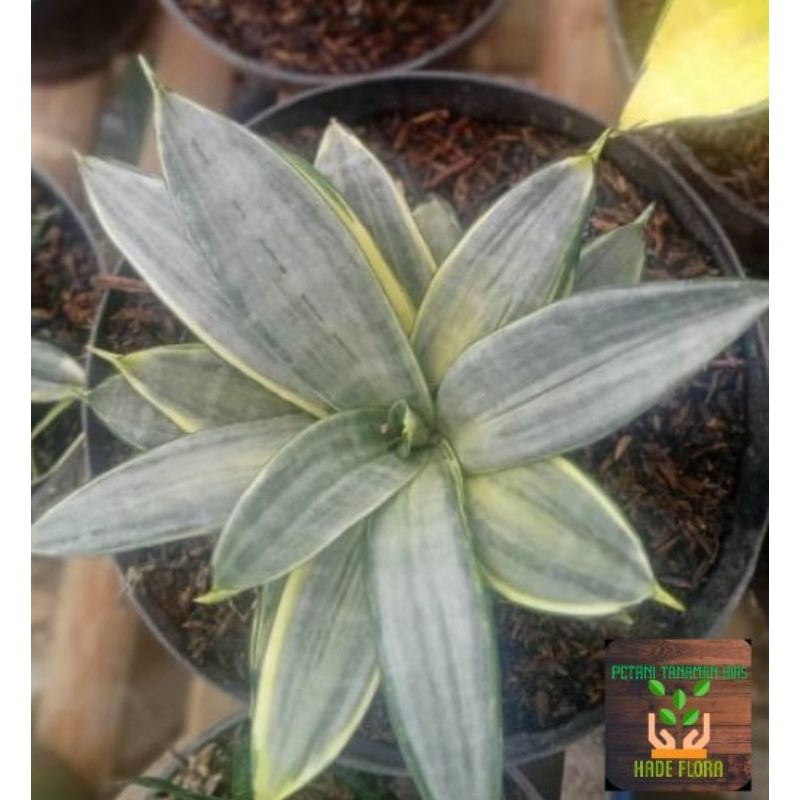 sensivera silver cream