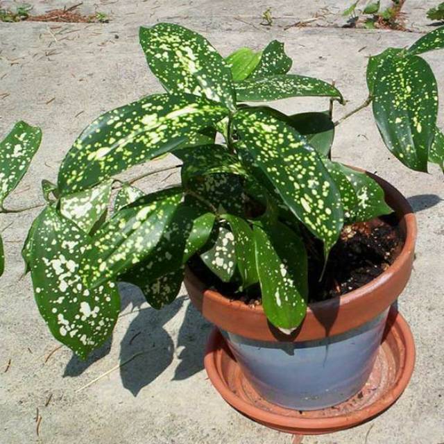Dracena florida beauty