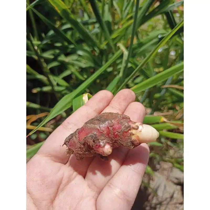 Bibit Jahe Merah