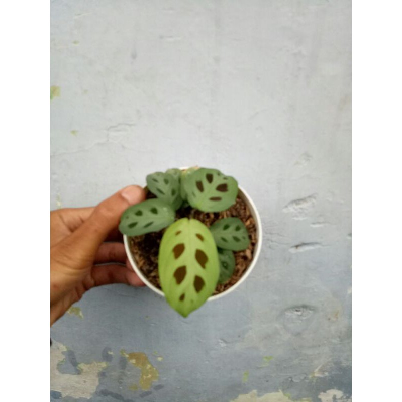 calatea kupu kupu