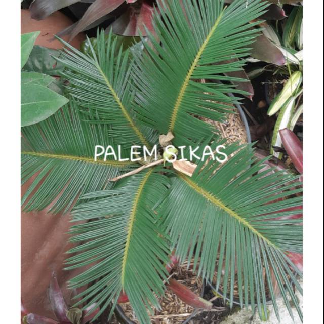 PALEM SIKAS