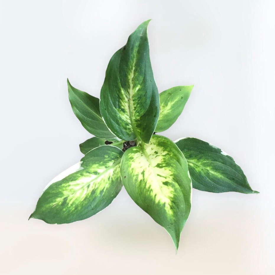 AGLONEMA DIVEN HAPPY