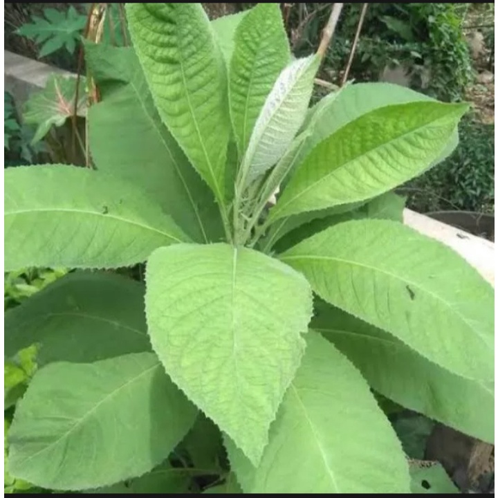 Daun Sembung