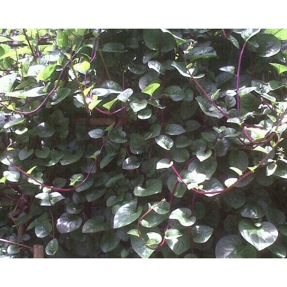 DAUN BINAHONG SEGAR