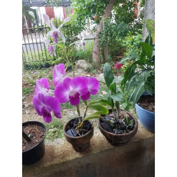 paket anggrek dendrobium