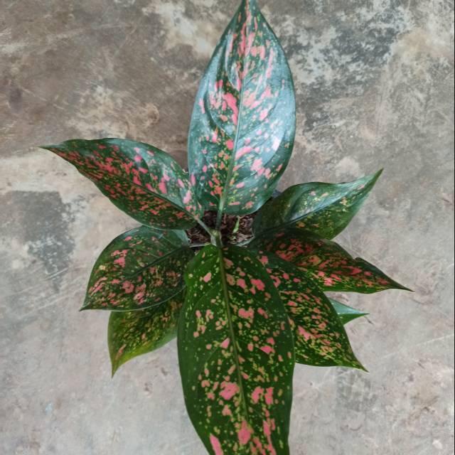 bunga aglonema ruby garuda