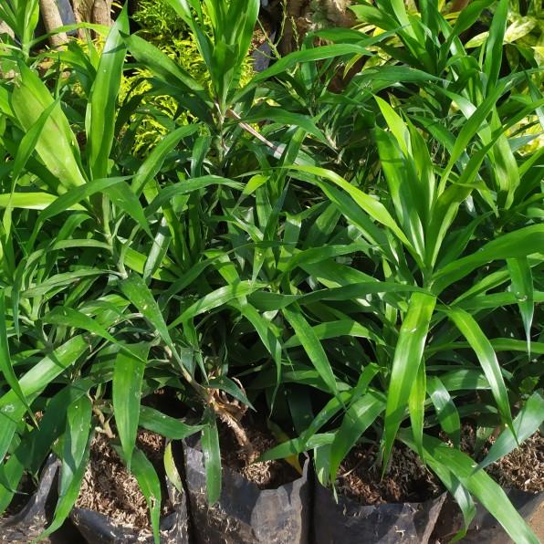 ⅍ Tanaman daun suji ➾