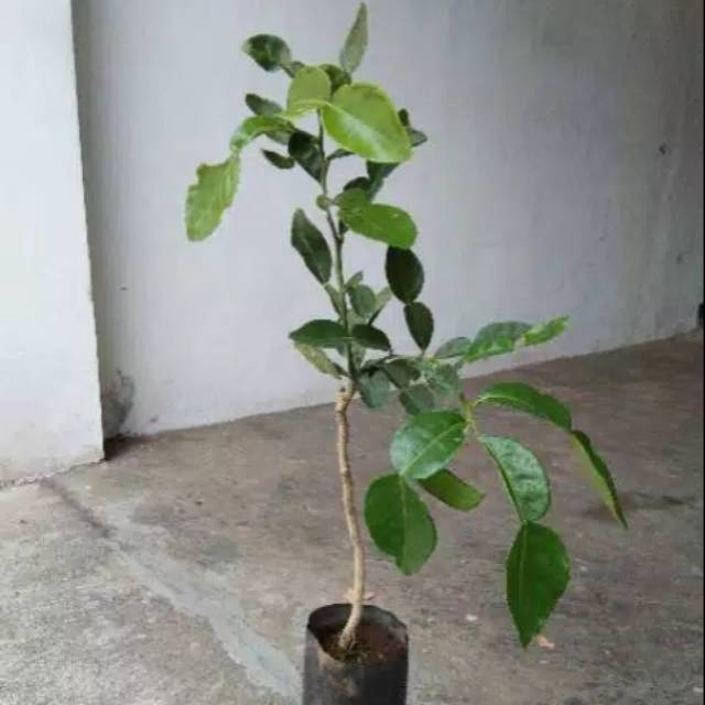 Bibit Jeruk Purut