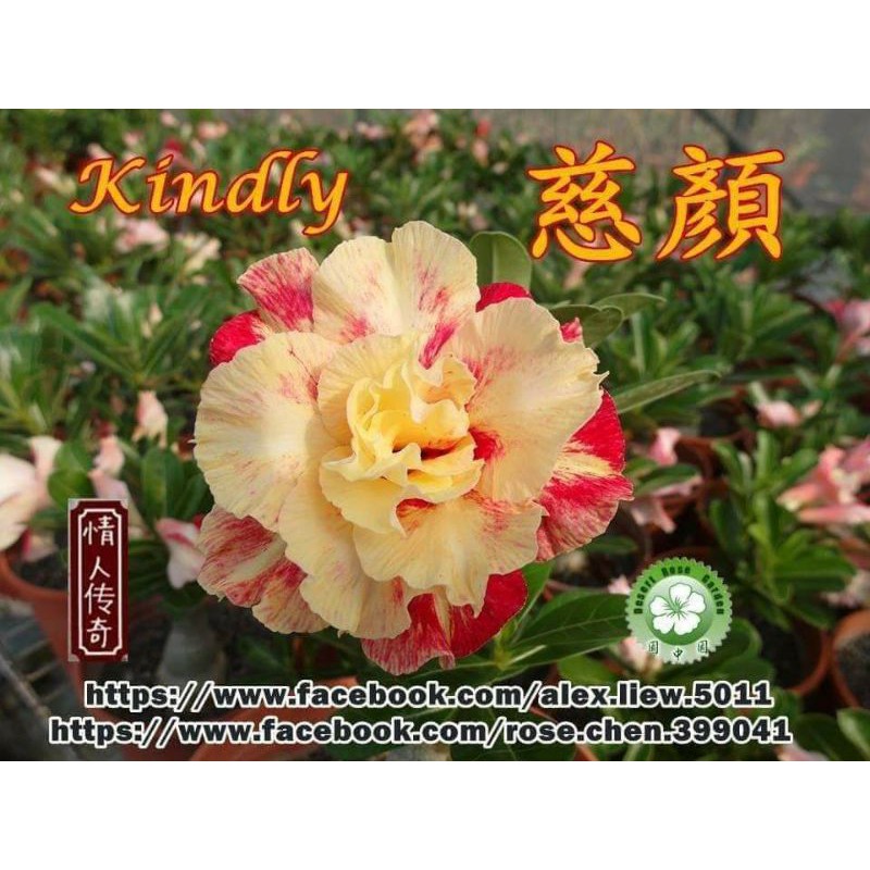 ADENIUM BUNGA TUMPUK*KINDLY*