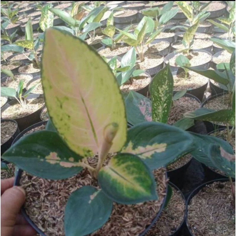 aglonema sultan brunai