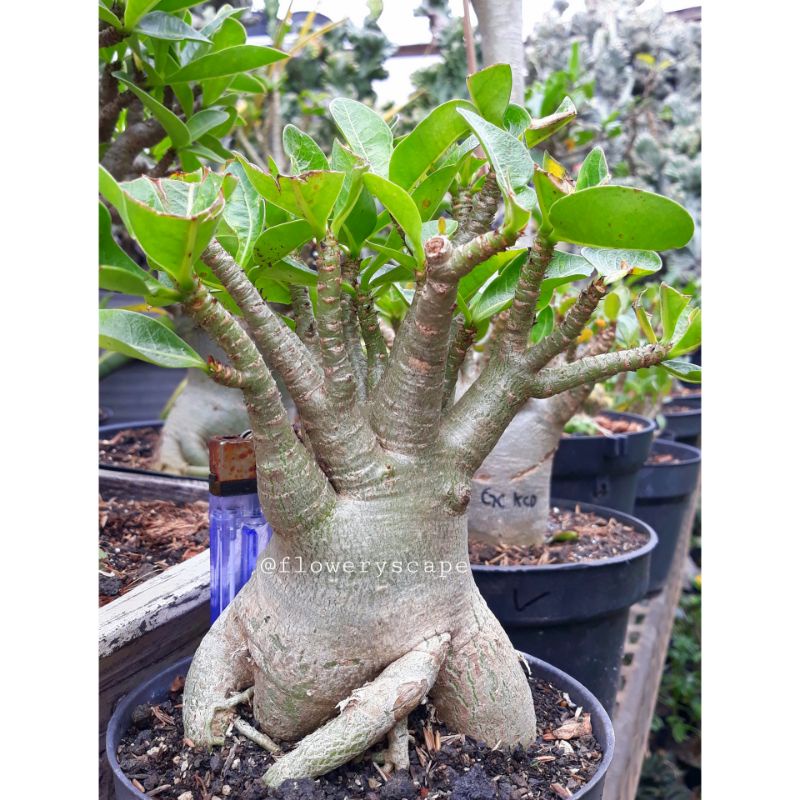 Adenium godji