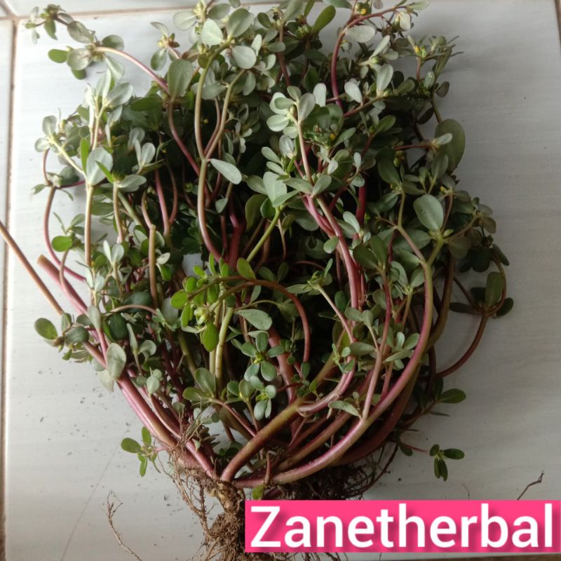Krokot segar per  250 gram