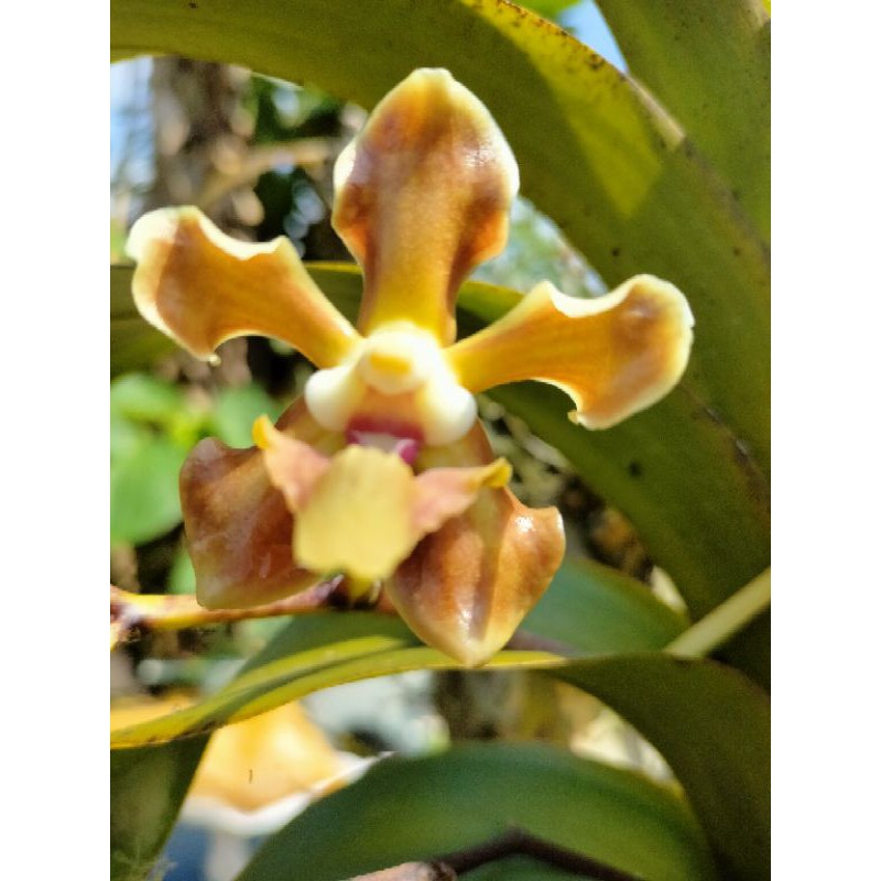 anggrek Vanda dewasa