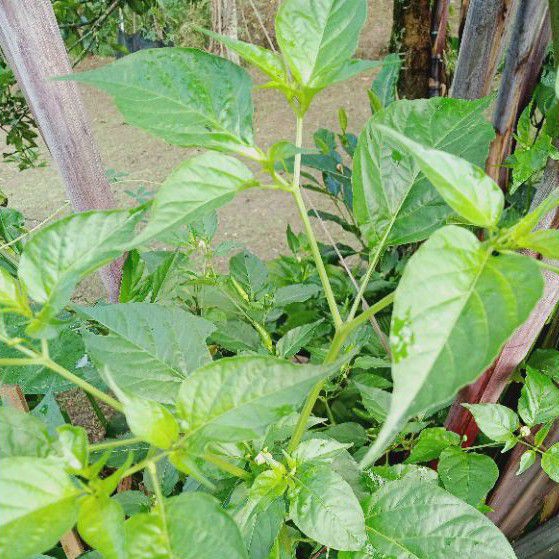 Daun cabai rawit,cengek 100 gram