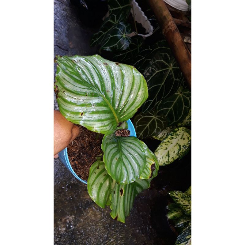 calathea orbyfolia