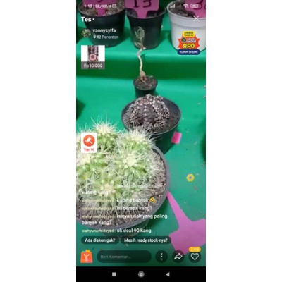 link kaktus golden