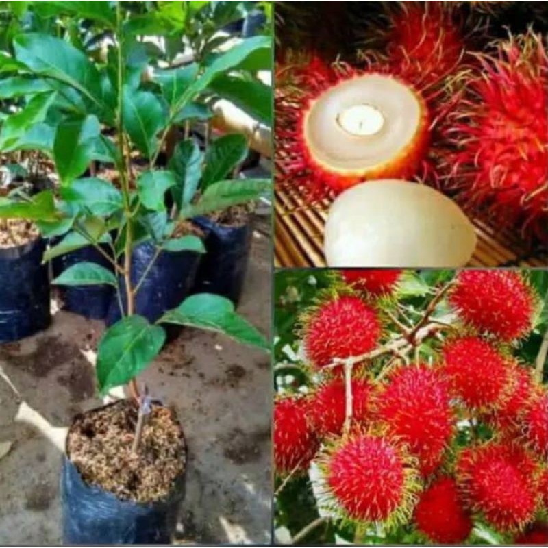 BIBIT RAMBUTAN BINJAI SUPER