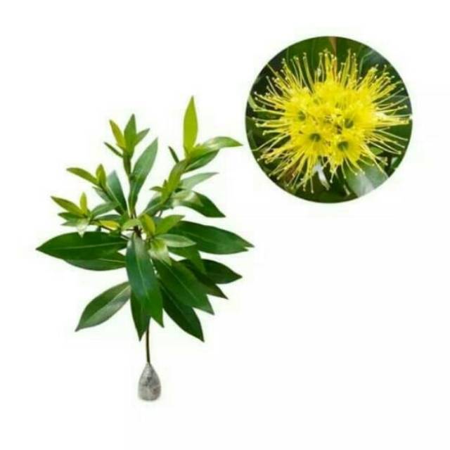 Bibit tanaman hias Xanthostemon kuning