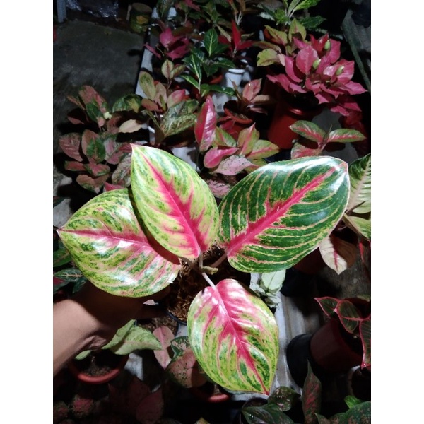 aglonema Andini