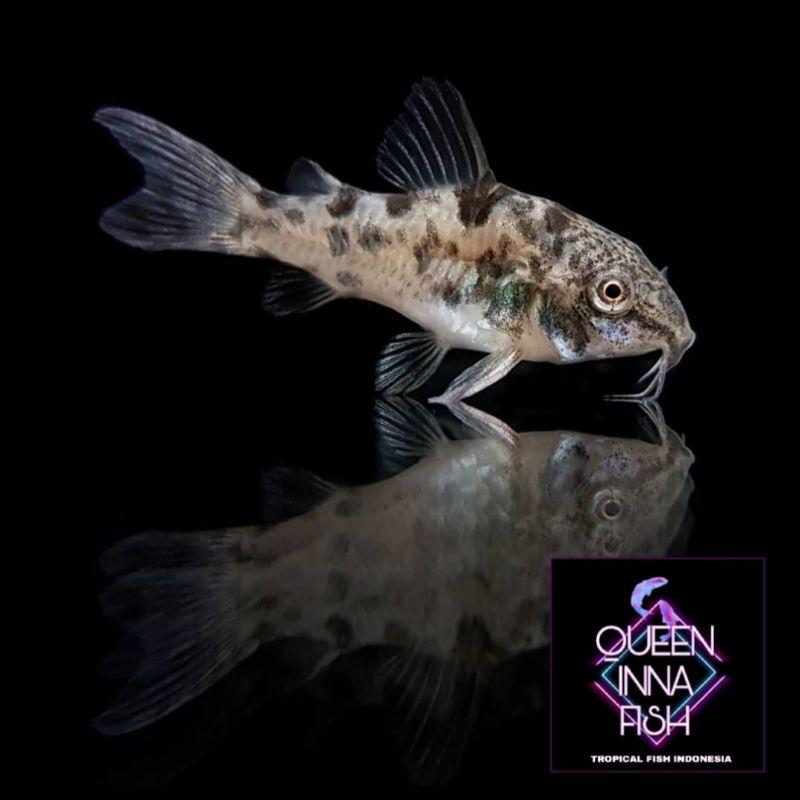 Corydoras Paleatus