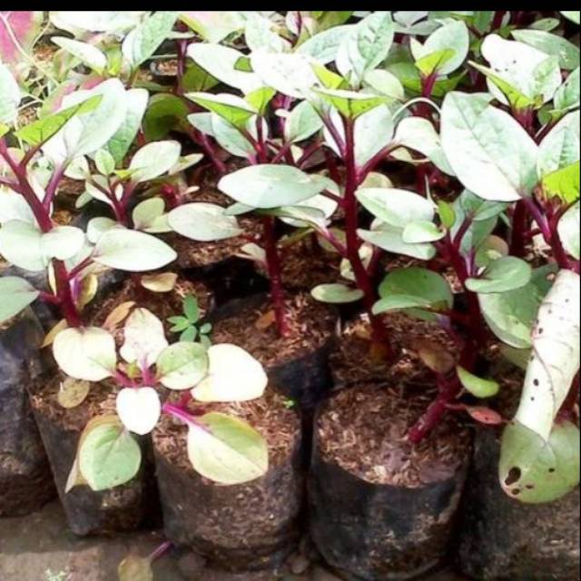 Bibit binahong merah 10 bibit