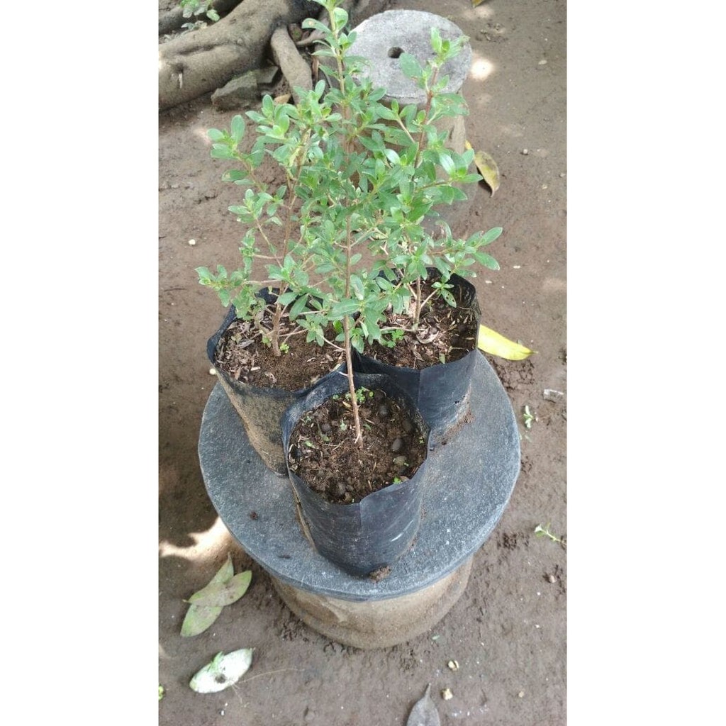 Bibit Tanaman Santigi Atau Setigi