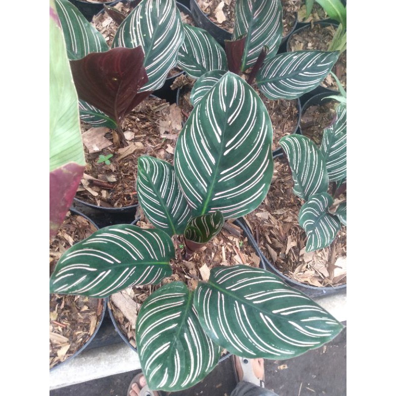 Calathea Ornata