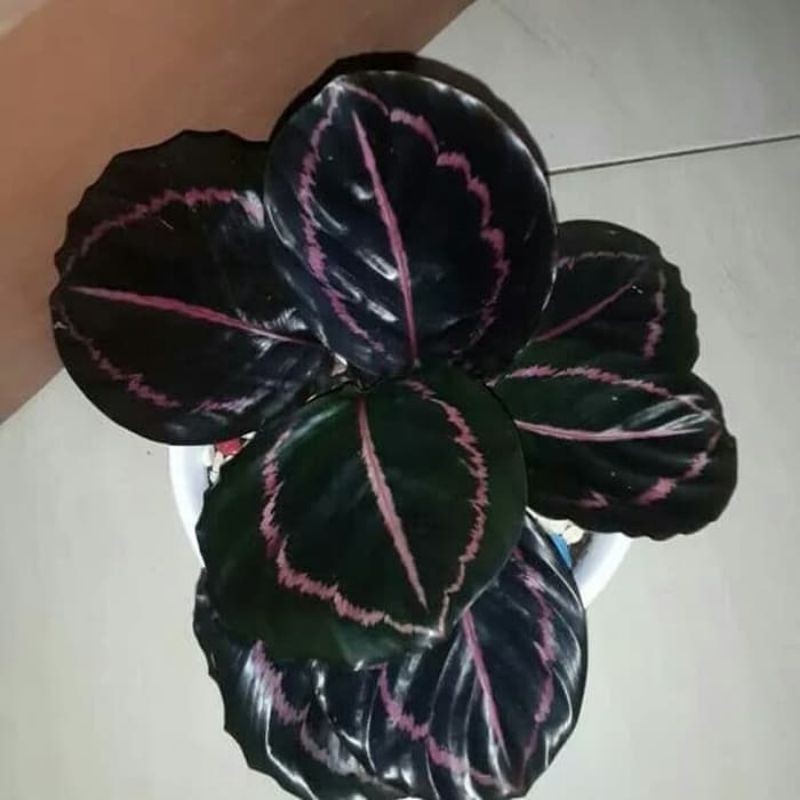 calathea black lipstik