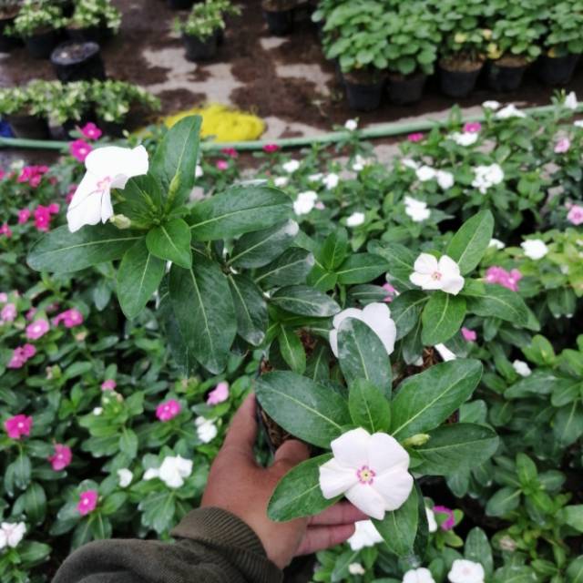 Bunga hias Vinca