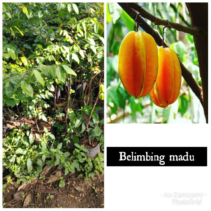 Bibit blimbing madu
