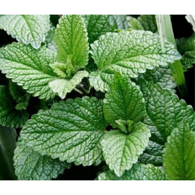 Tanaman Daun Mint