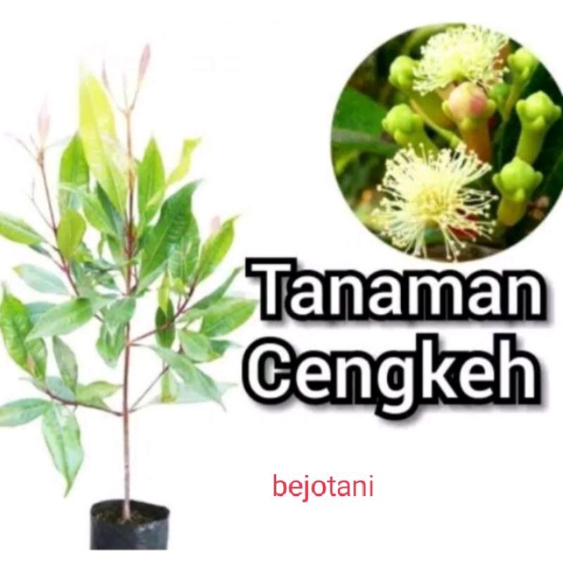 bibit tanaman cengkeh