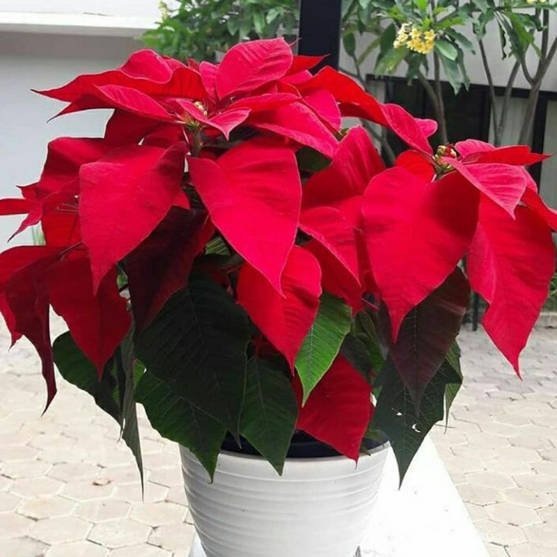 bunga kastuba merah